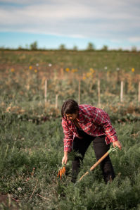 Summit Hill Farm employee digging carrots in garden